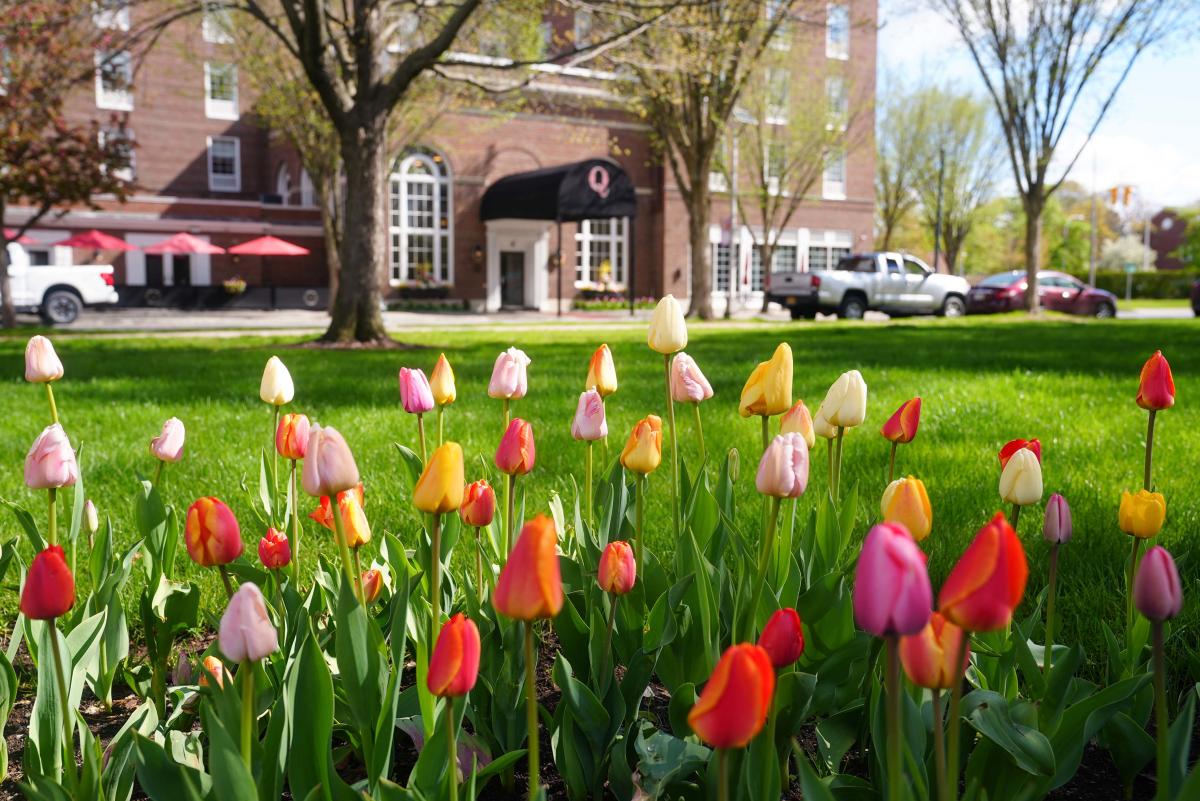 Tulips in Glens Falls City Park facing the entrance to The Queensbury Hotel