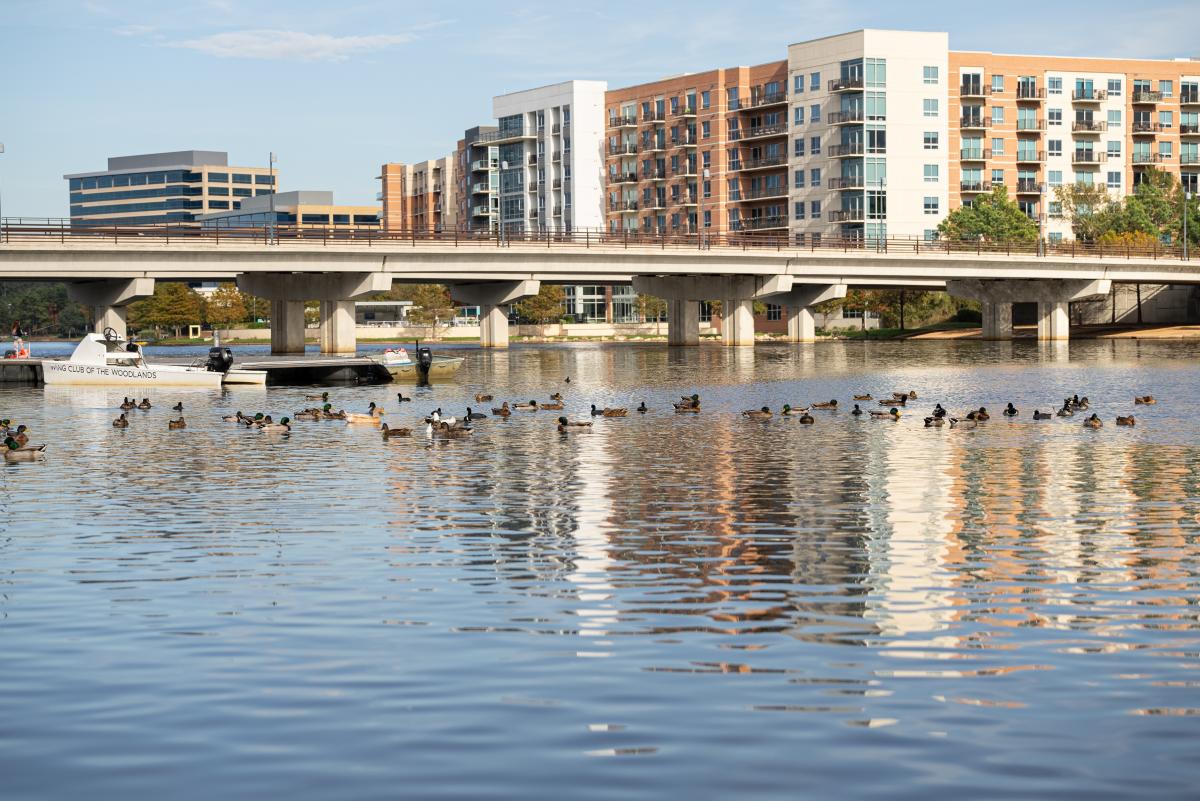 The camera points northeast from the banks of Lake Woodlands at Northshore Park. Water fills the lower half of the frame. There are dozens of ducks and a few recreational boats on the water as well as a vehicular bridge crossing over it. In the background are various upscale apartment and office buildings.