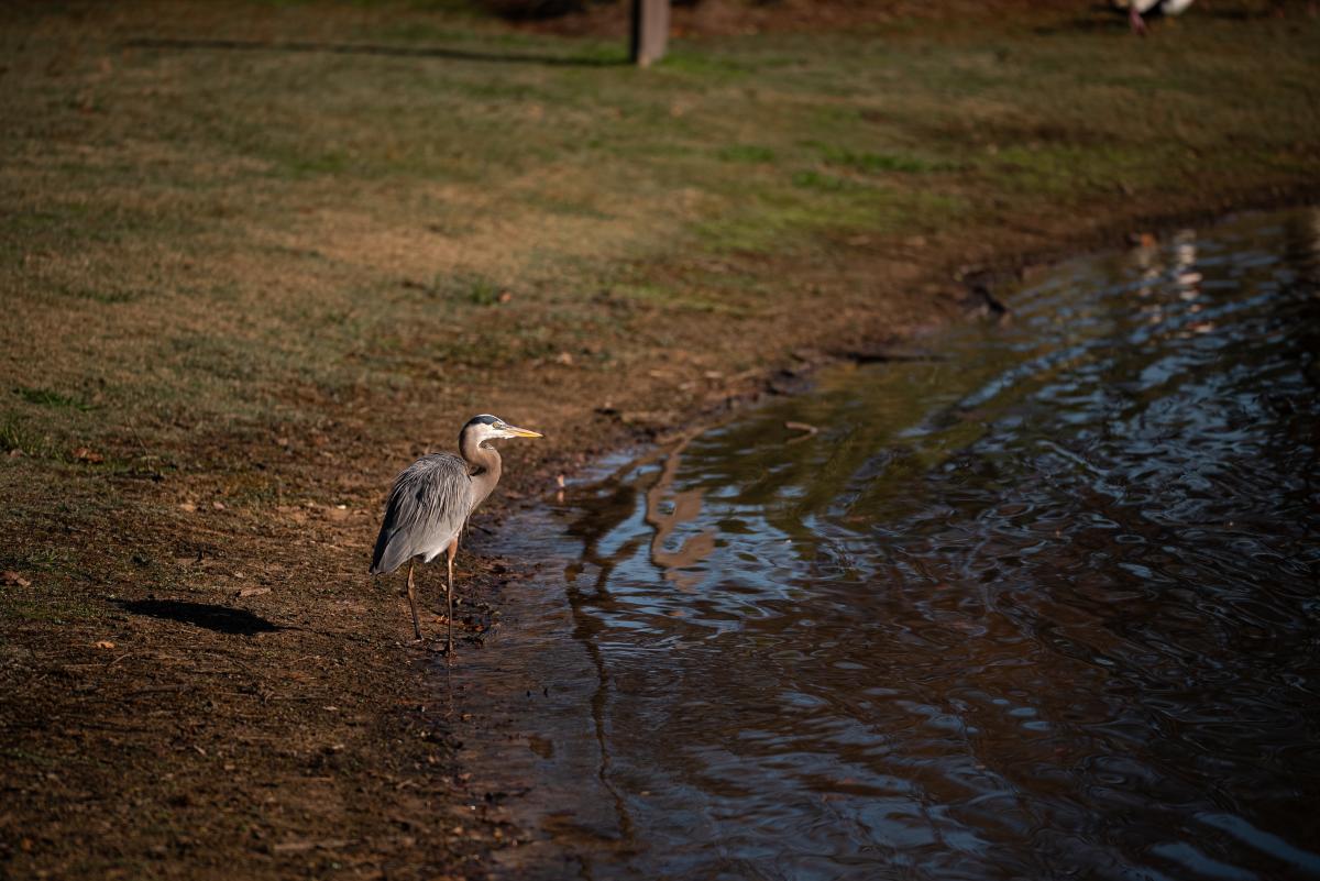 A Great Blue Heron stands on the shore of a pond at Rob Fleming Park. The bird has a gray body with long, hair-like feathers, a brown neck curved like an "s," and a white head with a black streak over the eye.