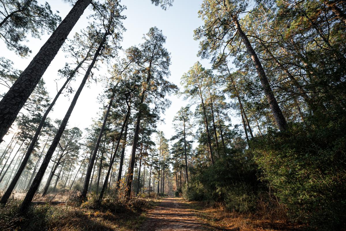 A wide-angle view of a hiking path in W.G. Jones State Forest. Sunlight streams through tall pine trees and thick brush onto a pine needle-covered trail. Fog hovers at ground level in the distance.