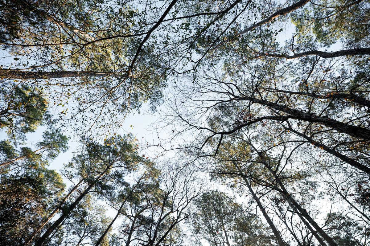The camera faces up toward the sky. In the middle of Jones State Forest, the tall pine trees look like they're bending over the camera to meet in the middle of the frame.