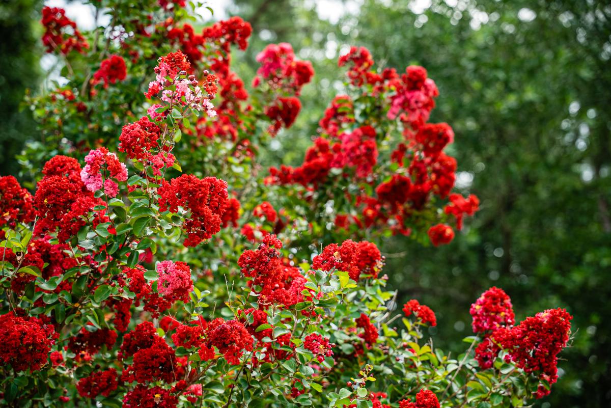 A close-up view of the topmost boughs of a crepe myrtle tree with bright red blooms.