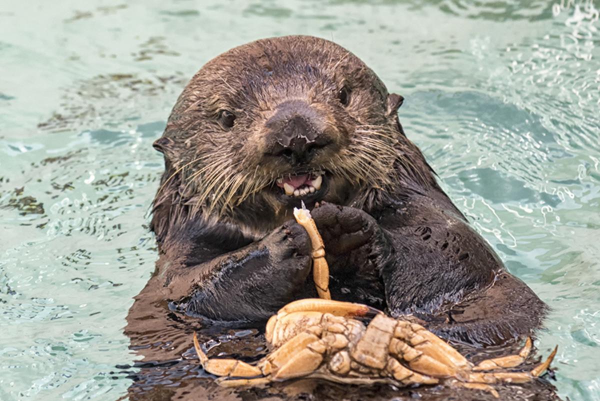 Otter at SeaWorld San Diego