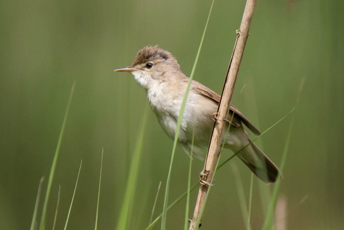 A small brown bird perched on a thin reed against a blurred green background. The bird is facing left, creating a calm and natural scene