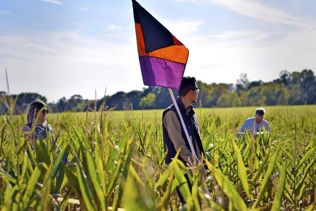 Rural Hill Corn Maze
