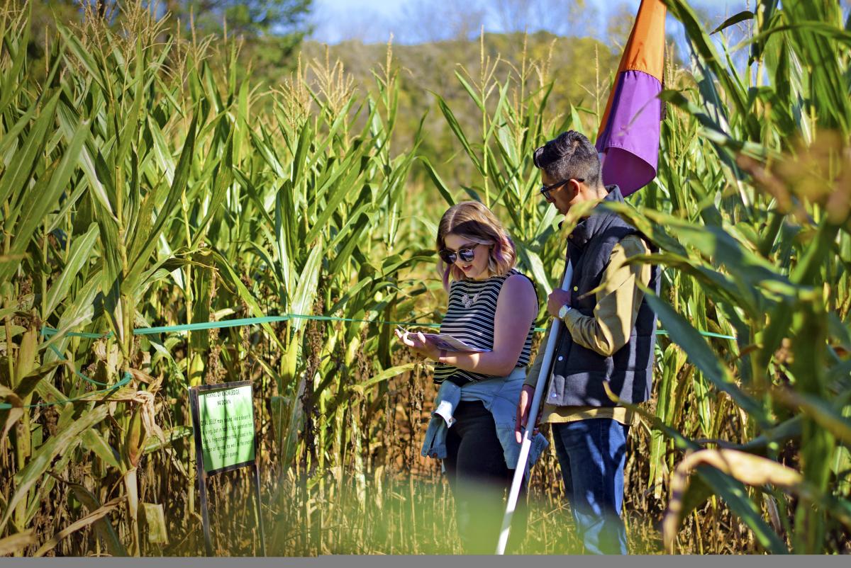 Amazing Maize Maze