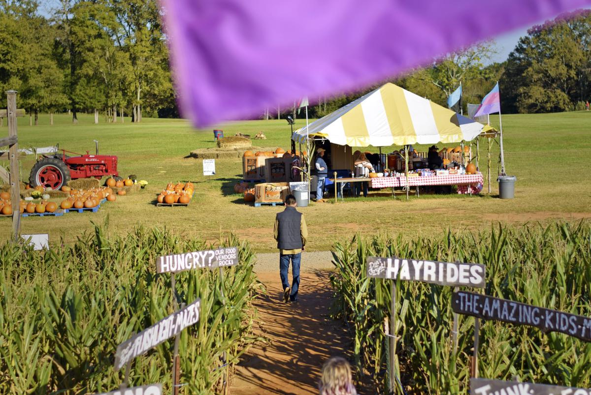 Amazing Maize Maze