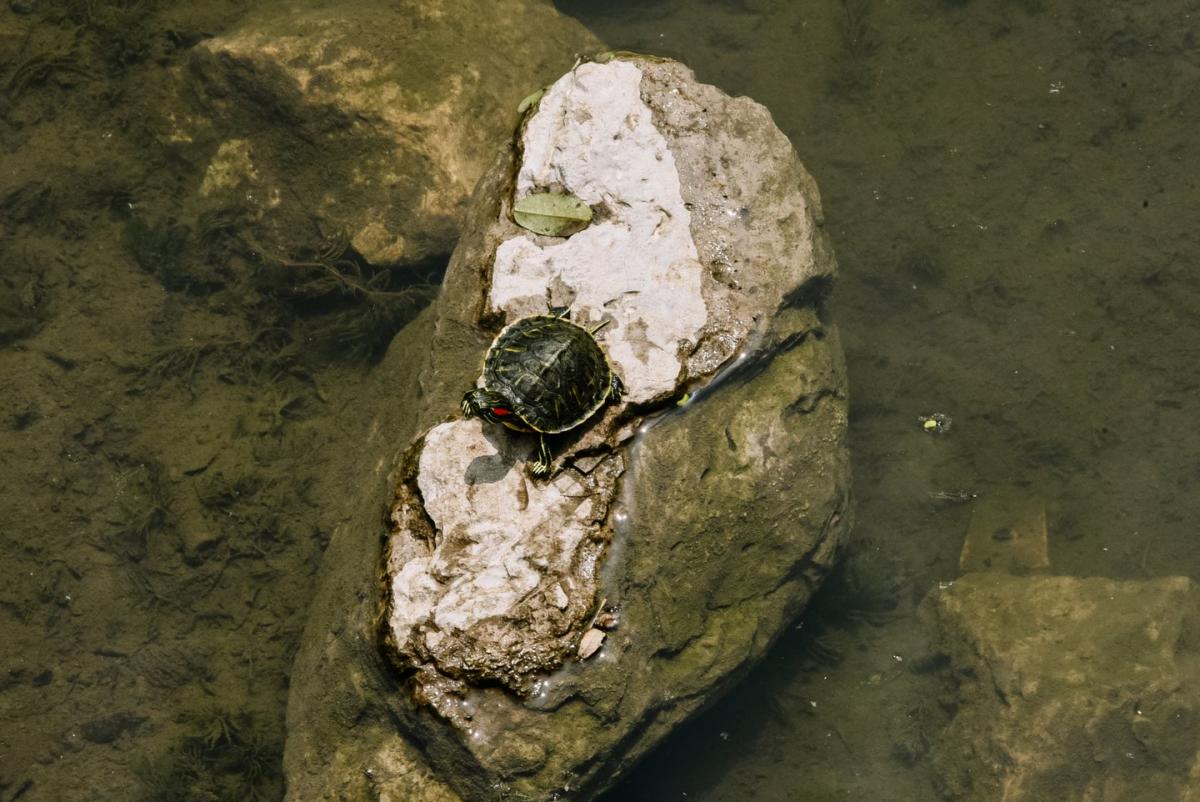 McConnell Springs