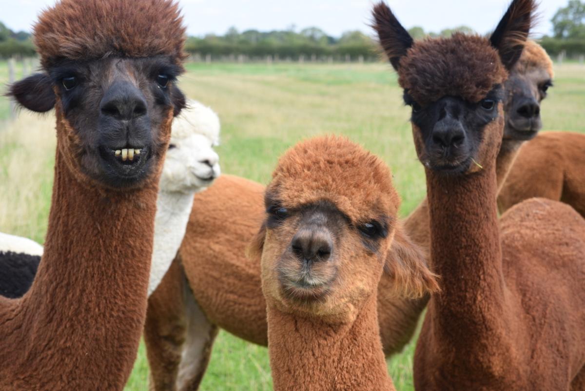 Alpacas staring at the camera at J&J Alpacas, Lincoln