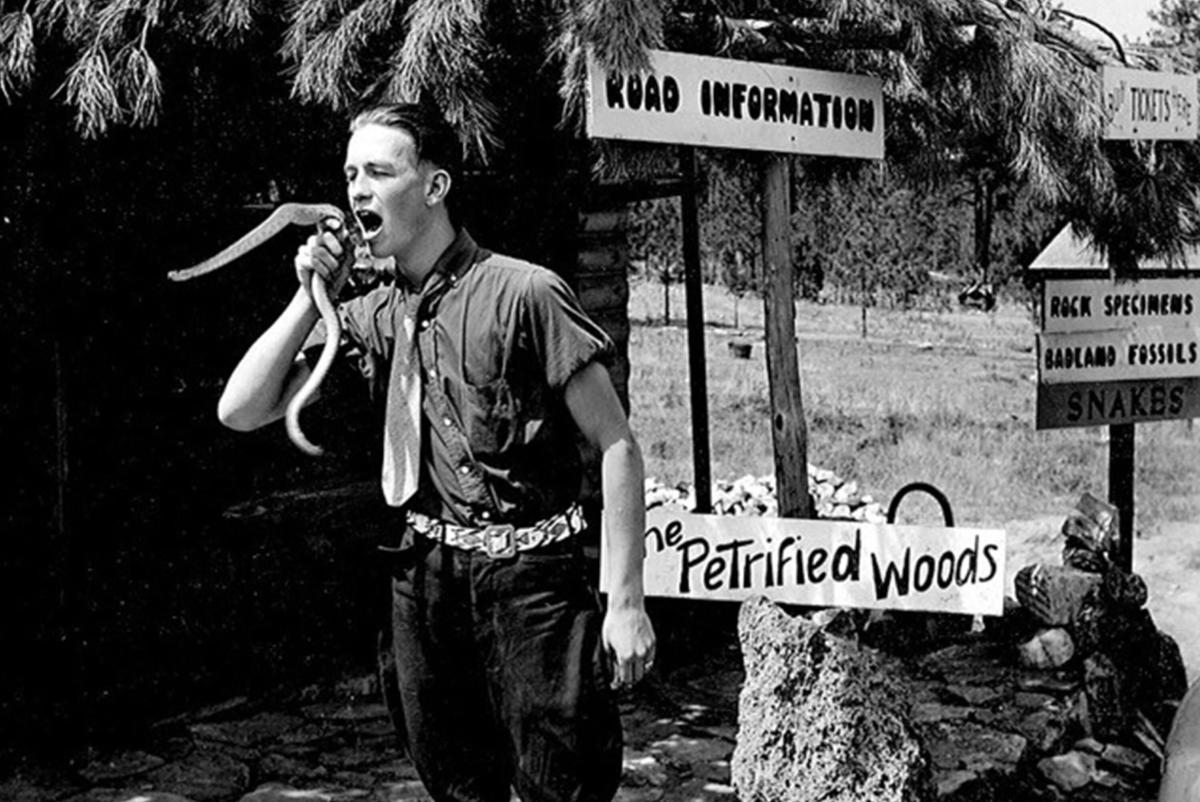 Earl Brockelsby founder of Reptile Gardens biting a rattlesnake