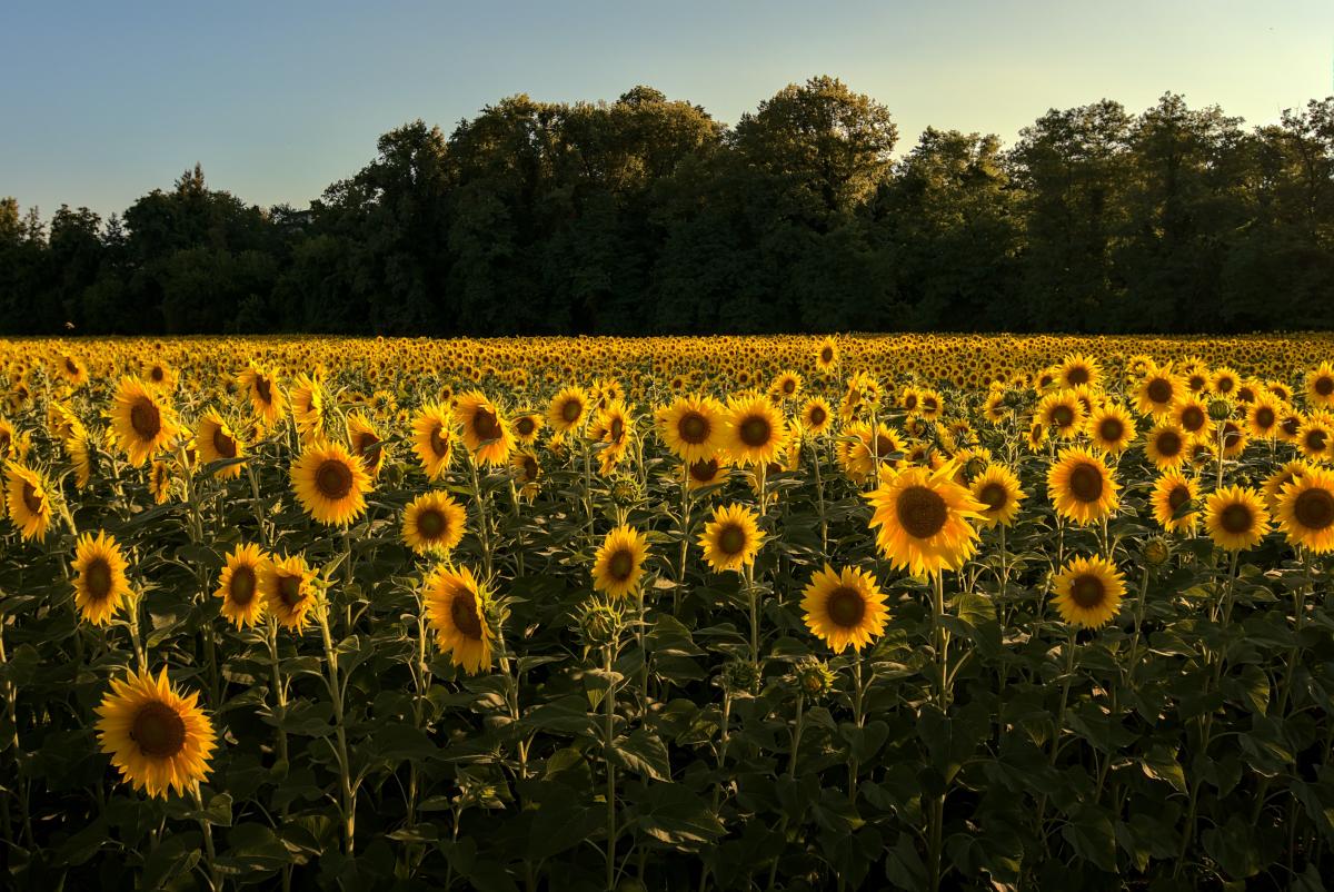 Country Roads Fun Farm Sunflower Field