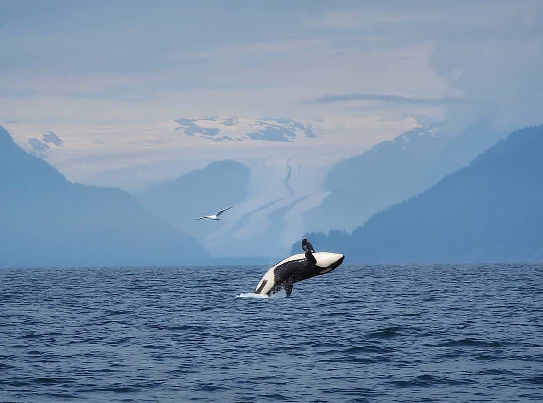 Kenai Fjords
