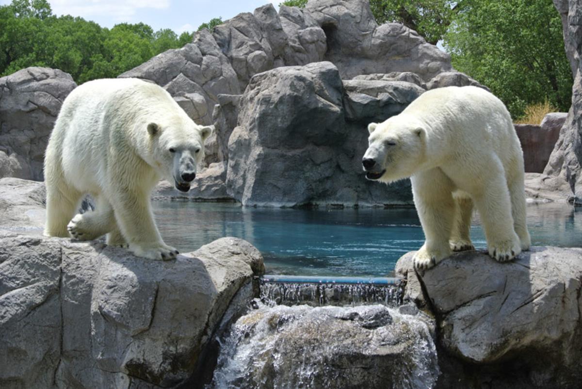 Polar Bear Zoo