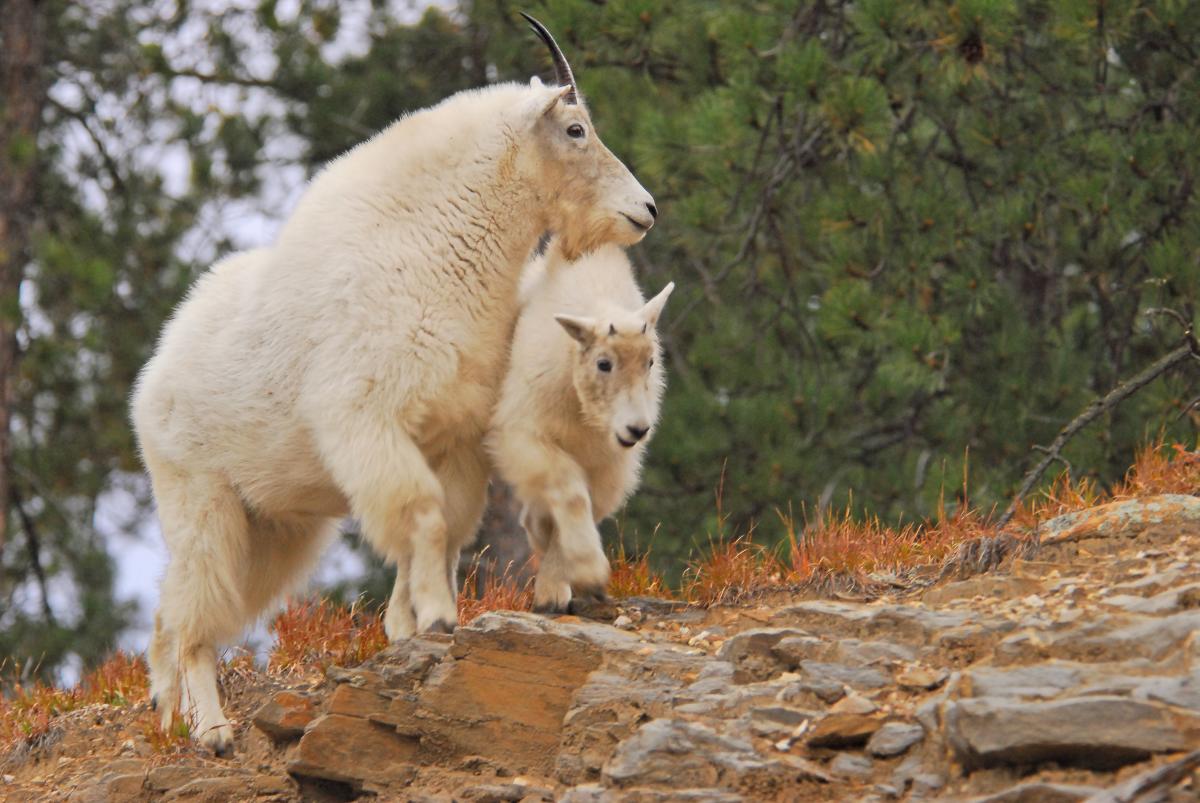 Mountain Goats