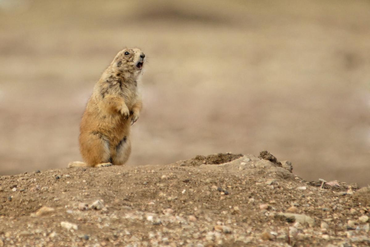 Prairie Dog