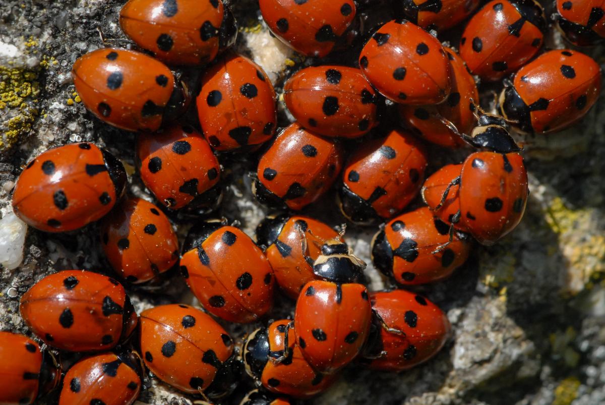 Little Ladybug On The Rainy Season Stock Photo - Download Image Now -  Activity, Animal, Animal Wildlife - iStock