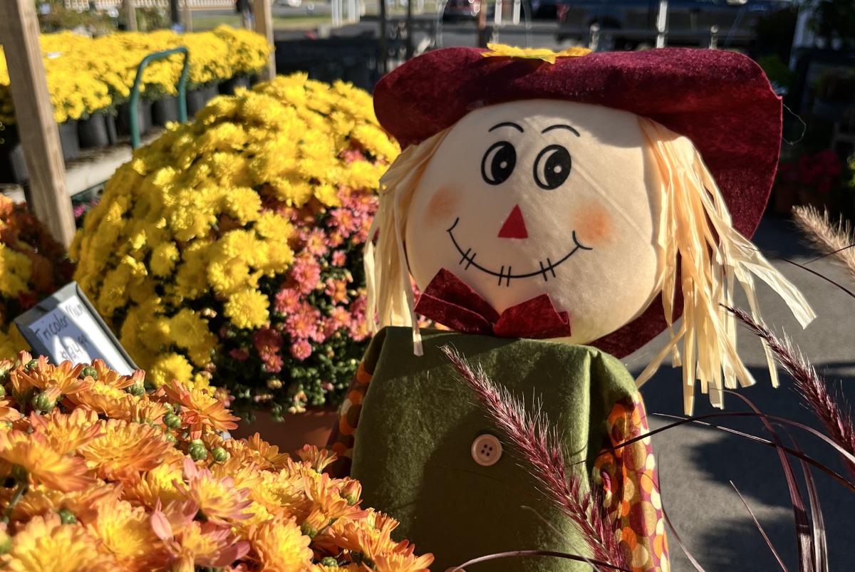a scarecrow surrounded by fall mums at hintons