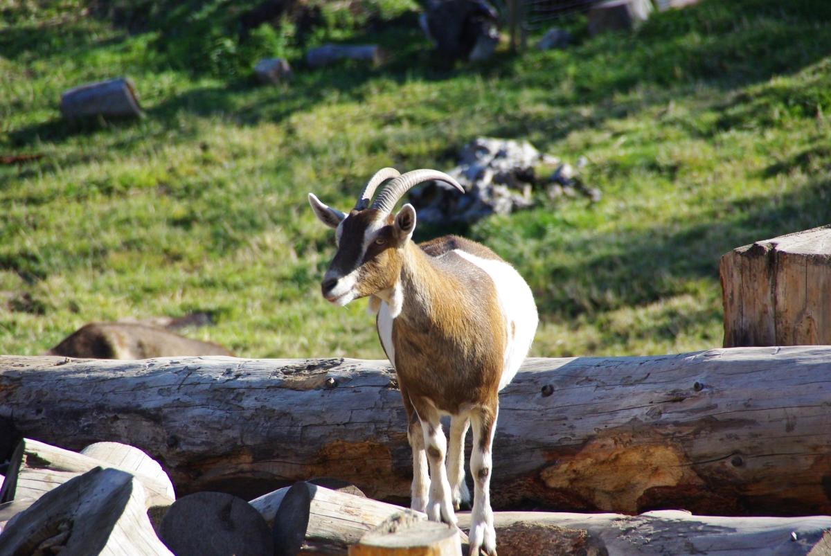 Carmelis Goat Cheese Artisan