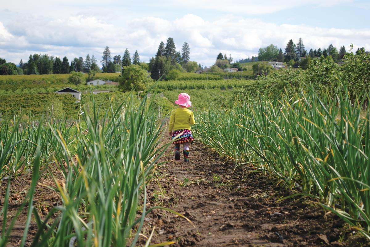 A small girl walks a path through grasses at Gambell Farms in Kelowna, BC
