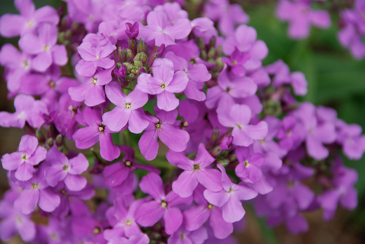 Purple flowers