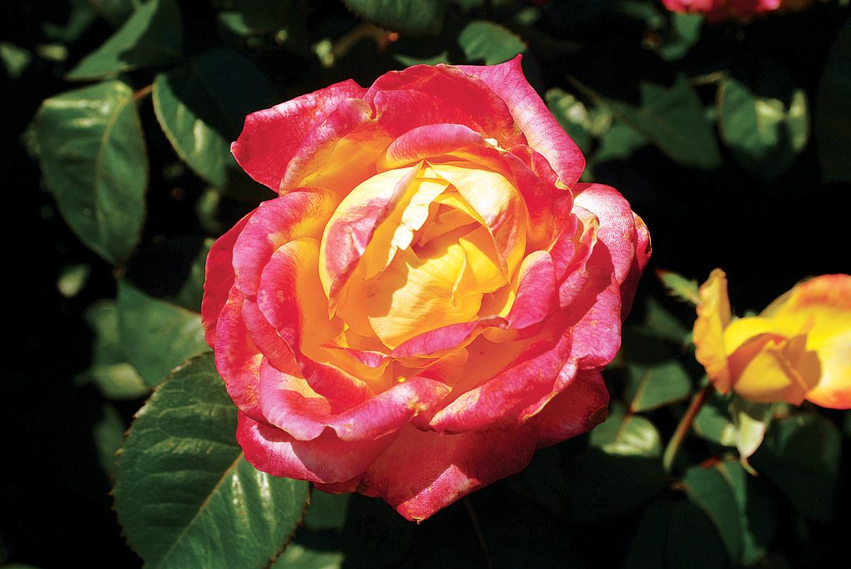 Rose Garden single rose