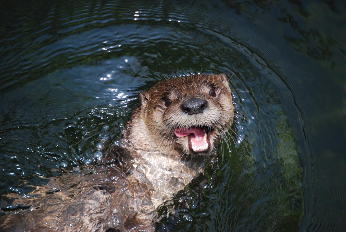 Otter