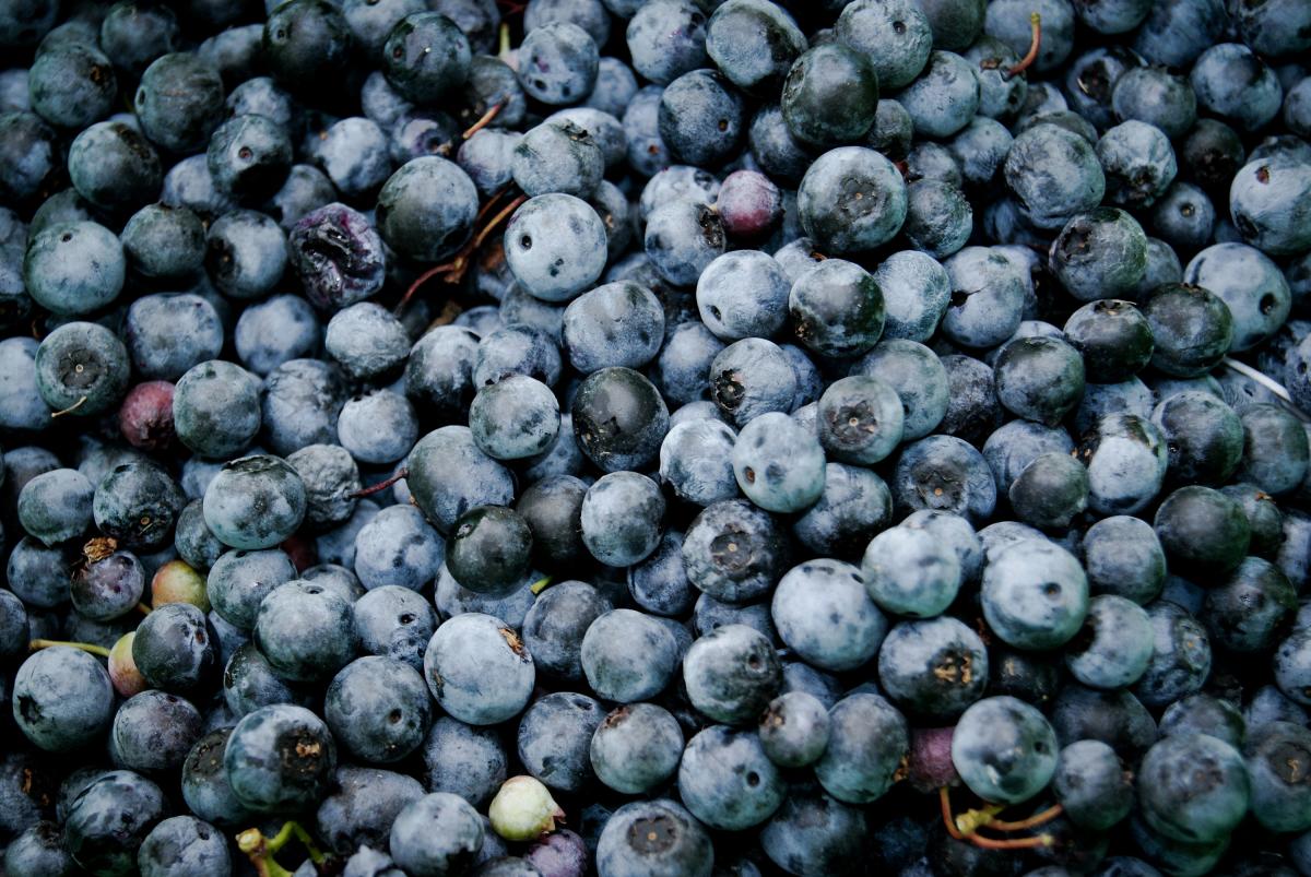 Blueberries for Blueberry Cobbler recipe