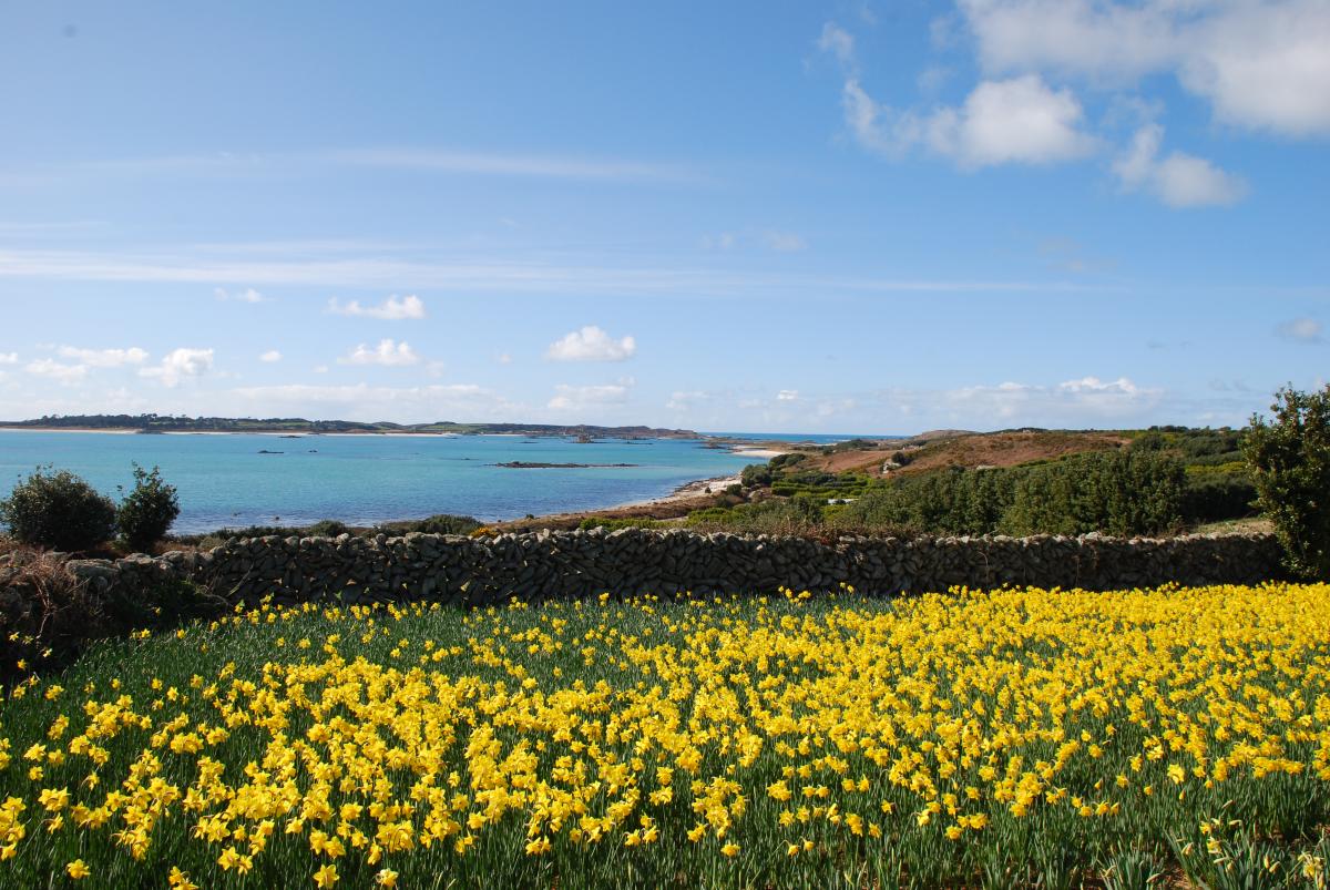 A field of narcissi
