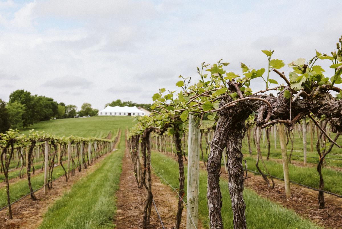Noboleis Vineyards