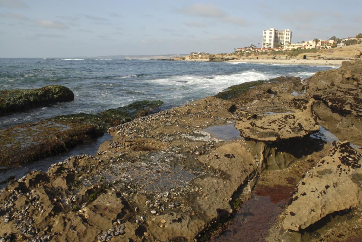 San-Diego-Tide-Pool-1