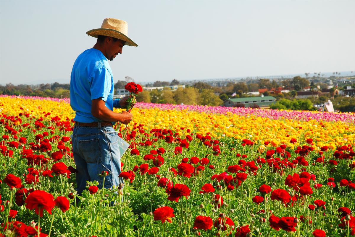 Carlsbad flower blooms