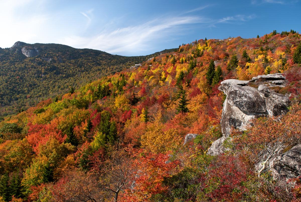 A vibrant array of colors at Rough Ridge with Grandfather Mountain seen behind