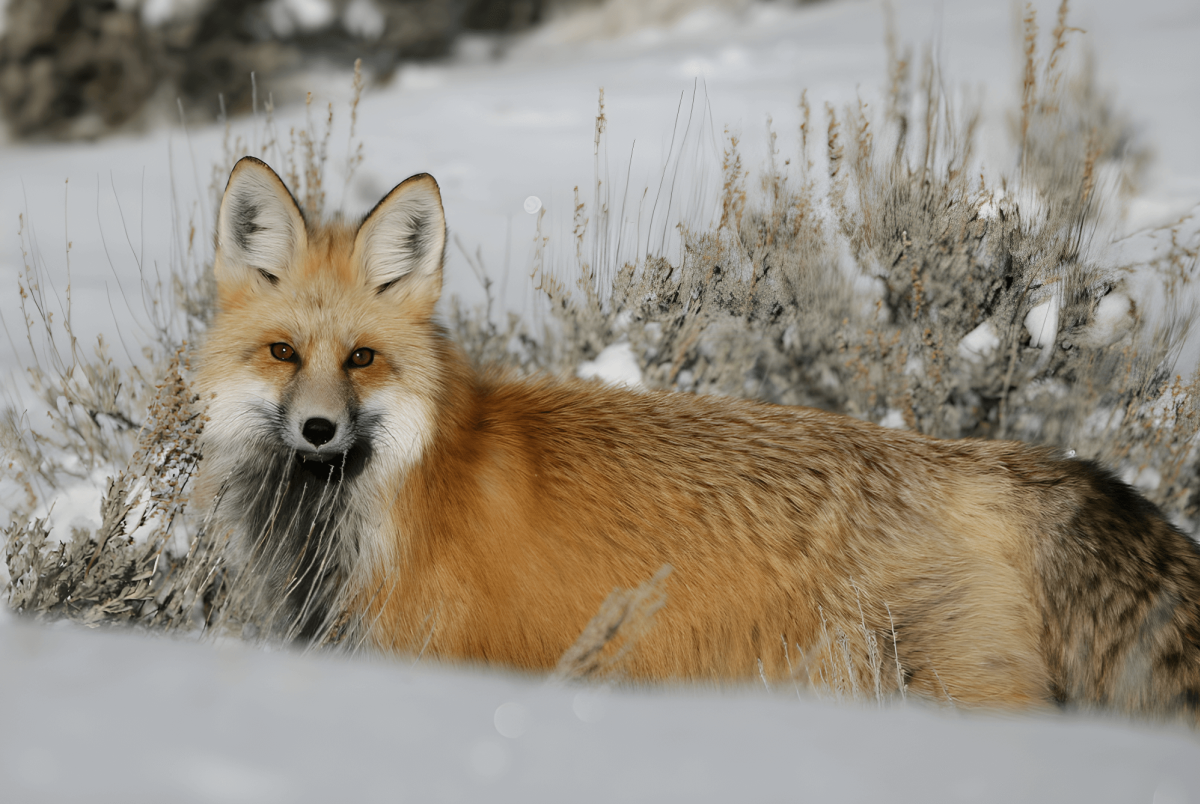A fox nestled in a snowy sagebrush habitat, blending with the wintry Wyoming landscape.