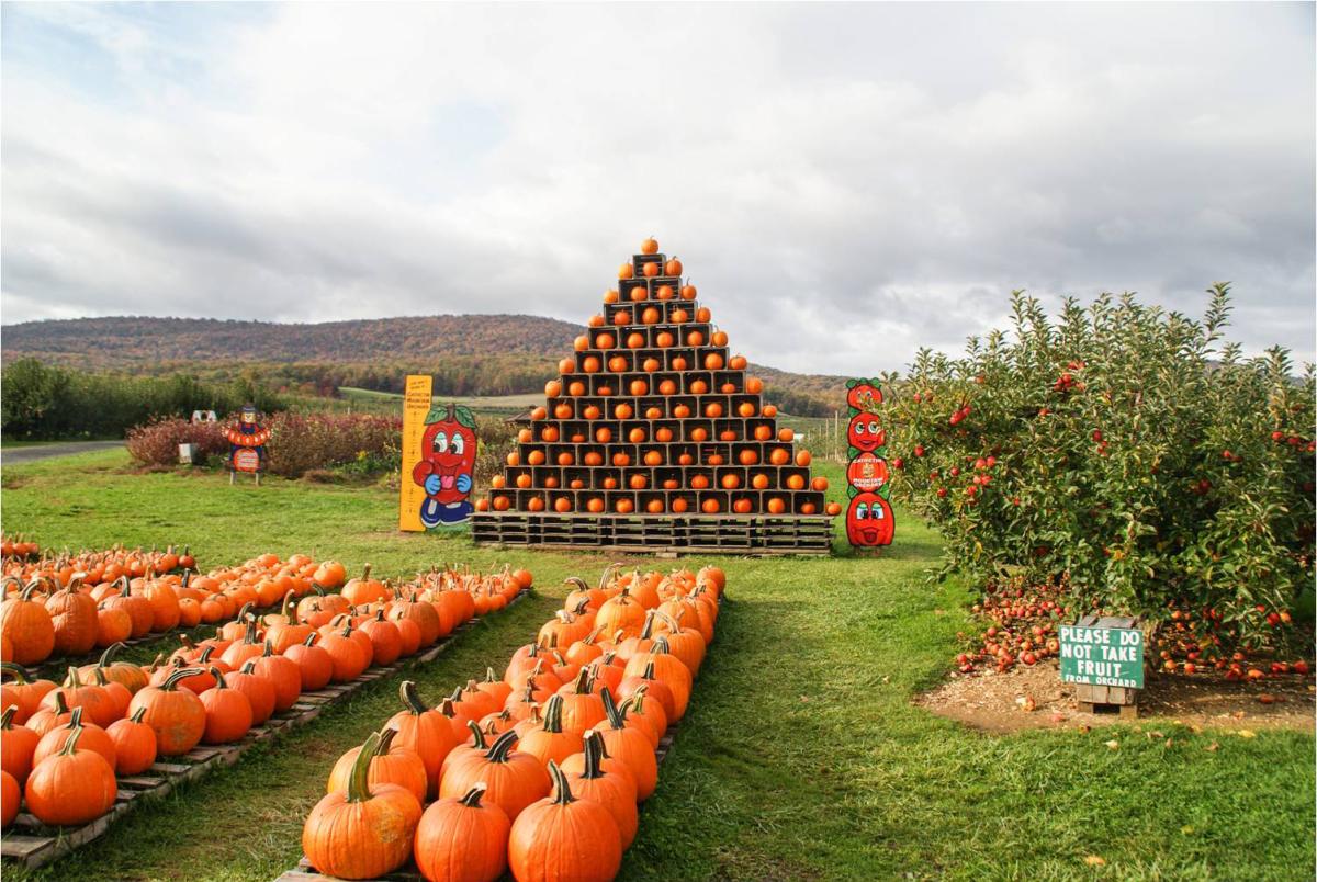 View of Pumpkins at a Pumpkin Patch in Frederick