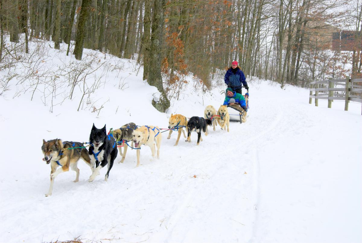 Dog Sledding at Nemacolin Woodlands Resort