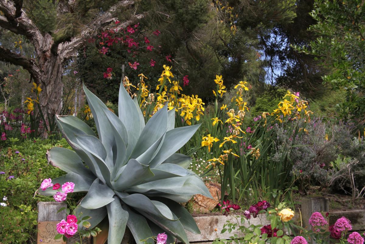 San Diego Botanic Gardens