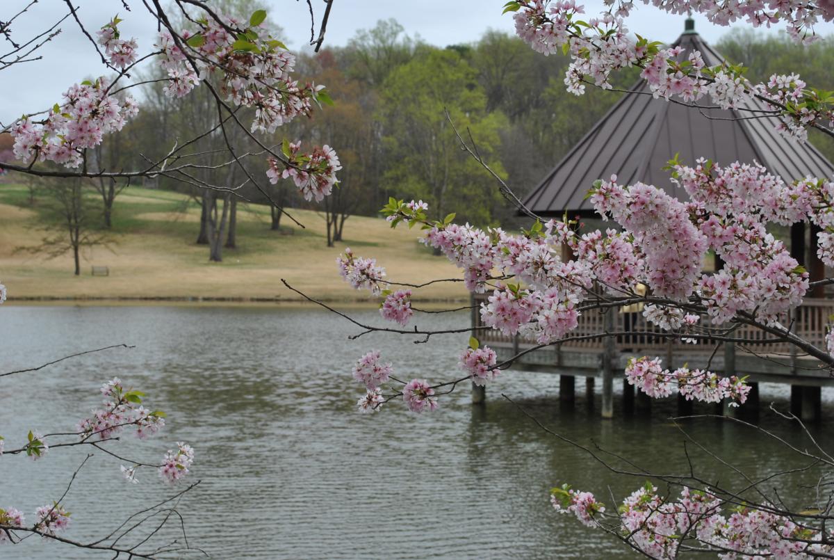 Closeup of Cherry Blossoms In front of Lake Pavilion area