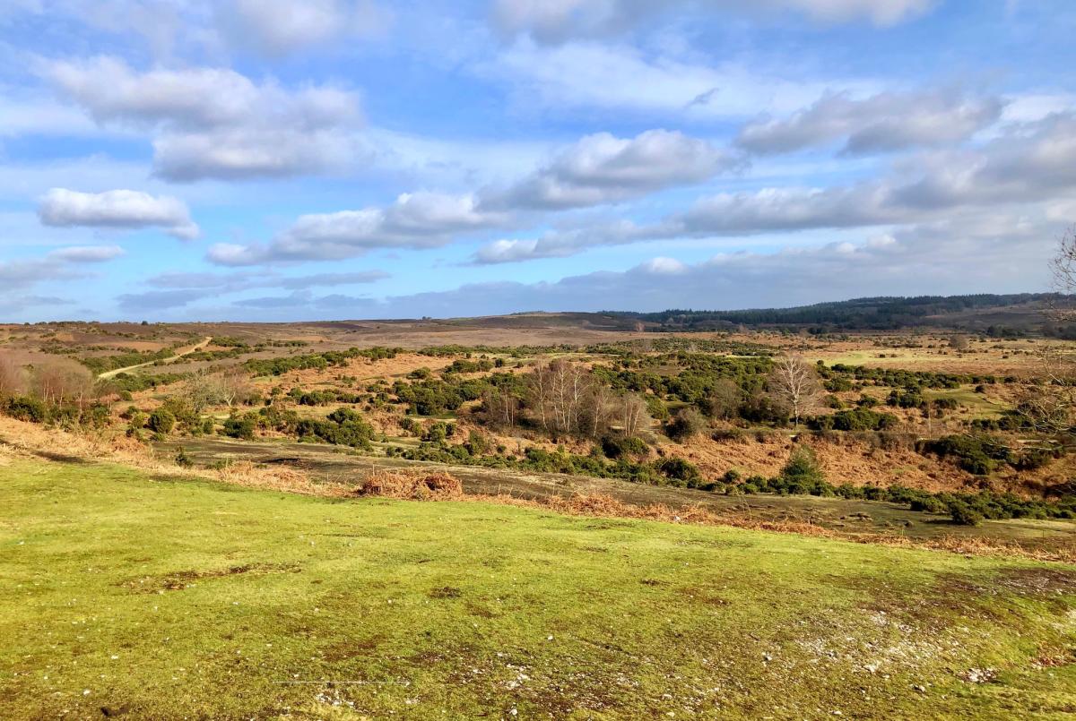 View at Frogham