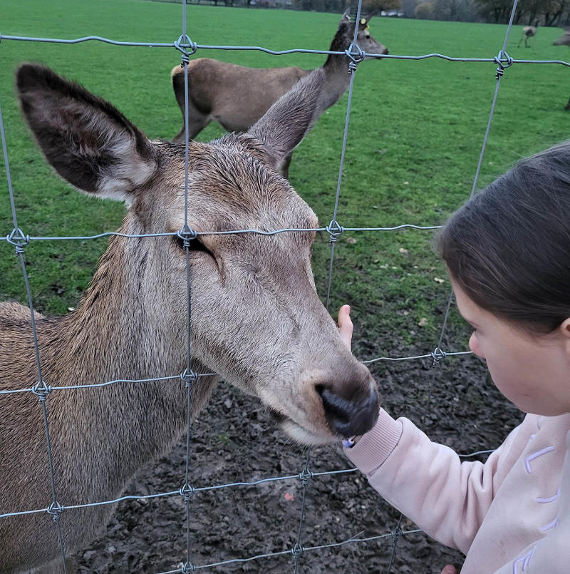 Child stroking a deer at Sky Park Farm