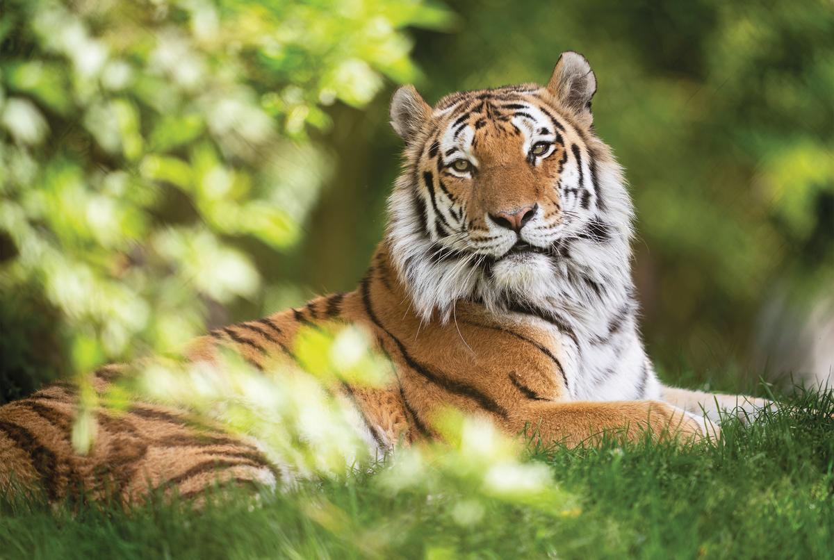 Marwell Zoo - Tiger Pic
