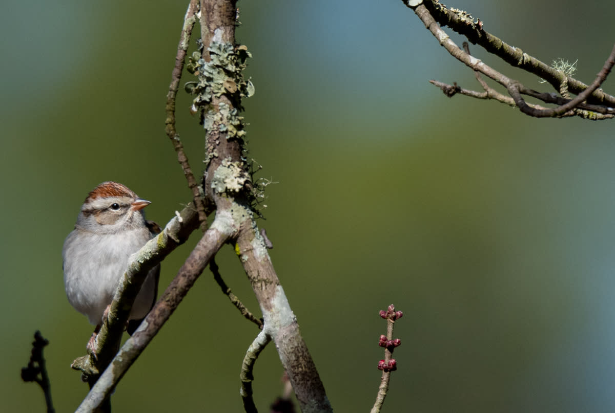 A chipping sparrow in Big Branch Marsh National Wildlife Refuge.