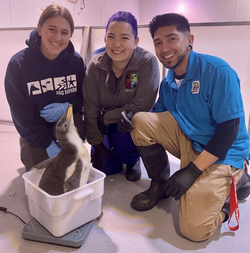 Three ABQ Biopark workers pose with a baby gentoo penguin