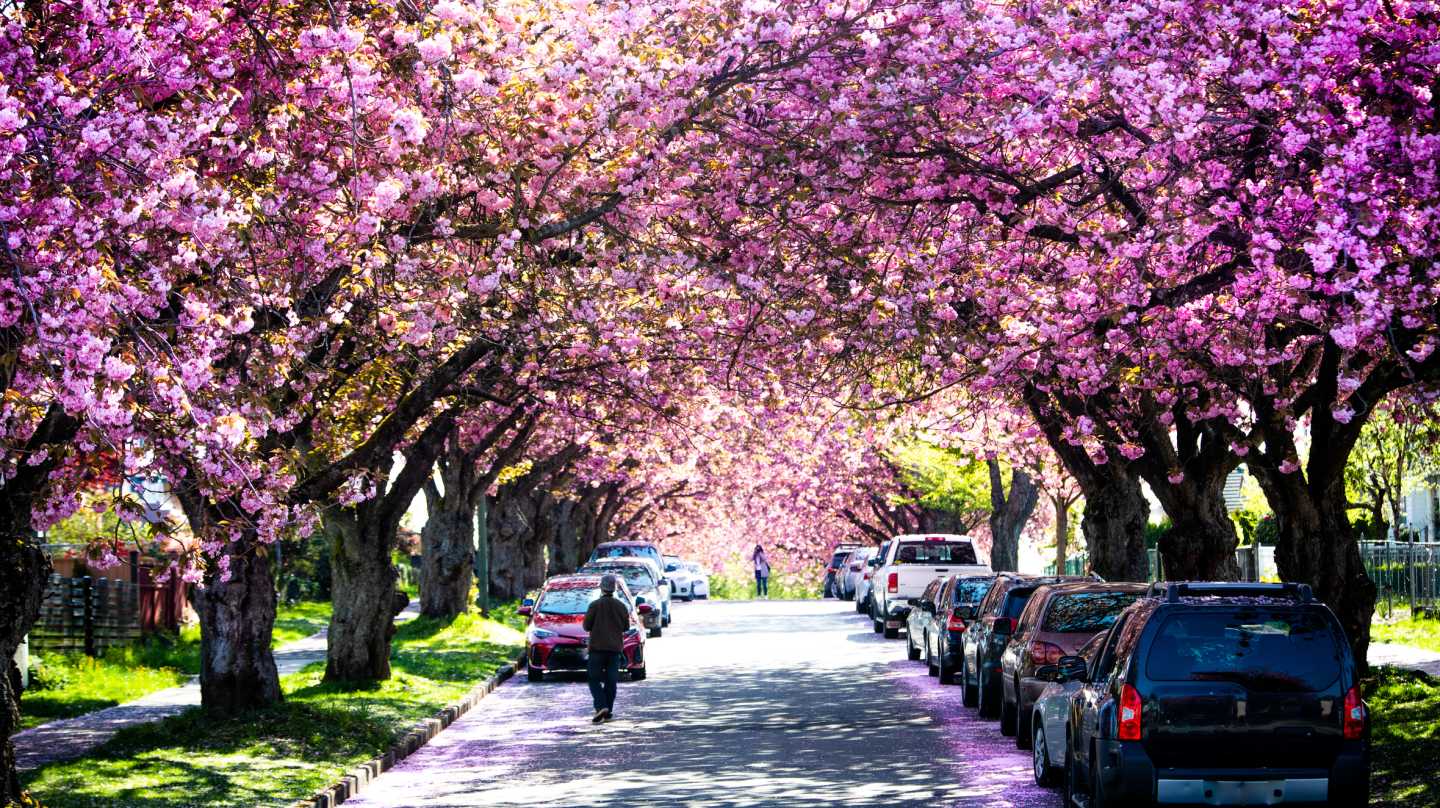 Cherry Blossoms