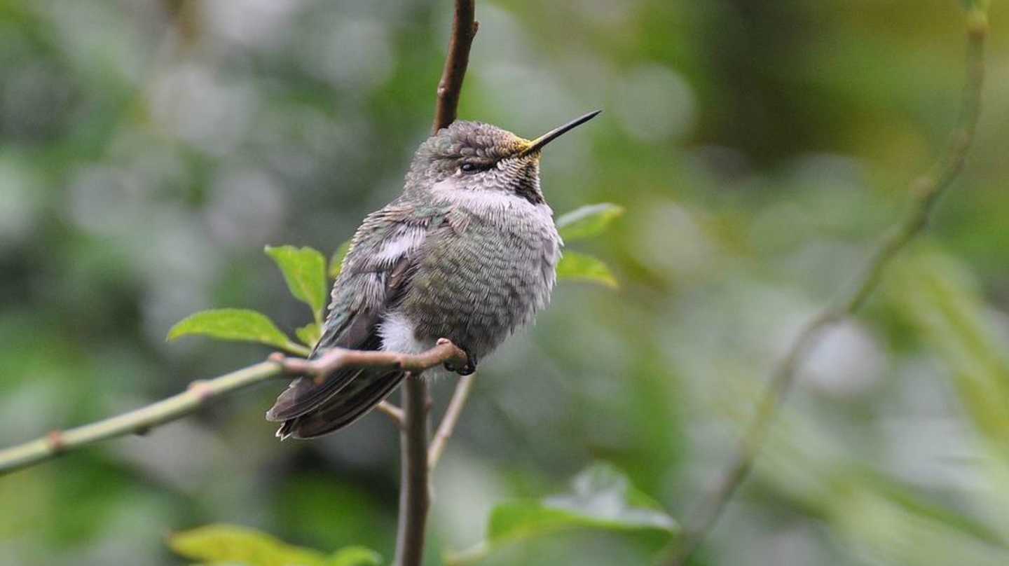 Hummingbird