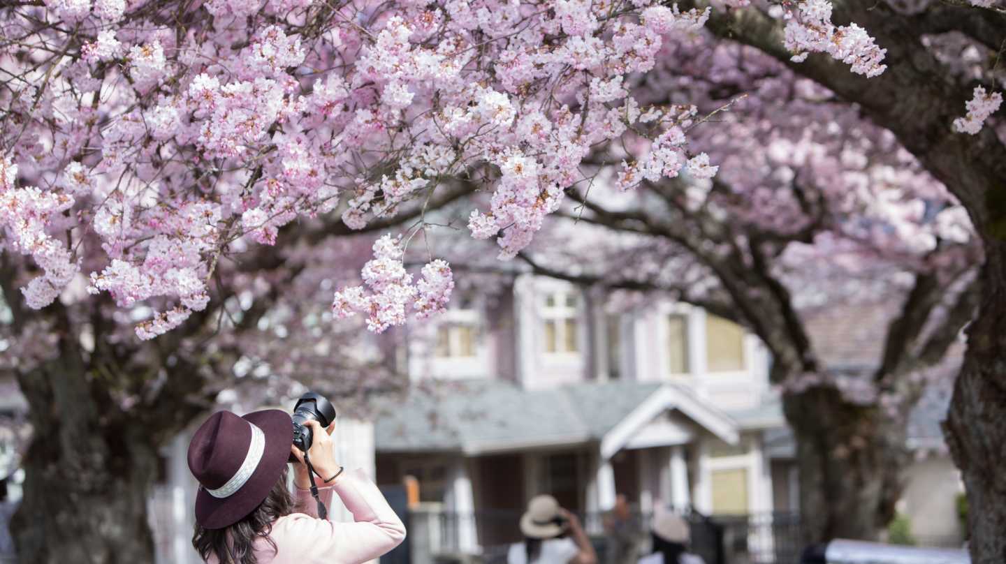 A woman photographs cherry blossoms