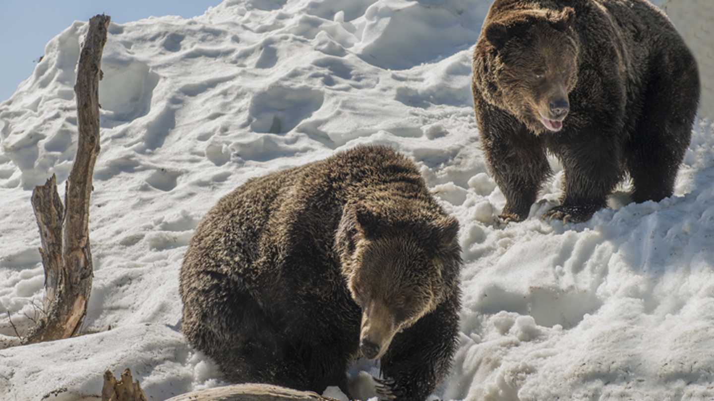 Coola & Grinder play in the snow after their winter slumber