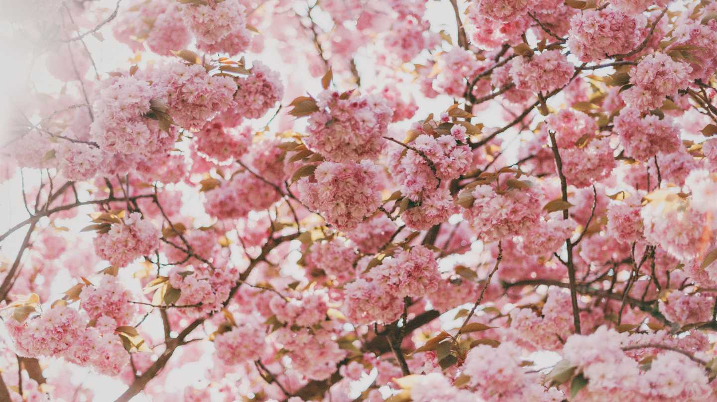 Cherry blossom