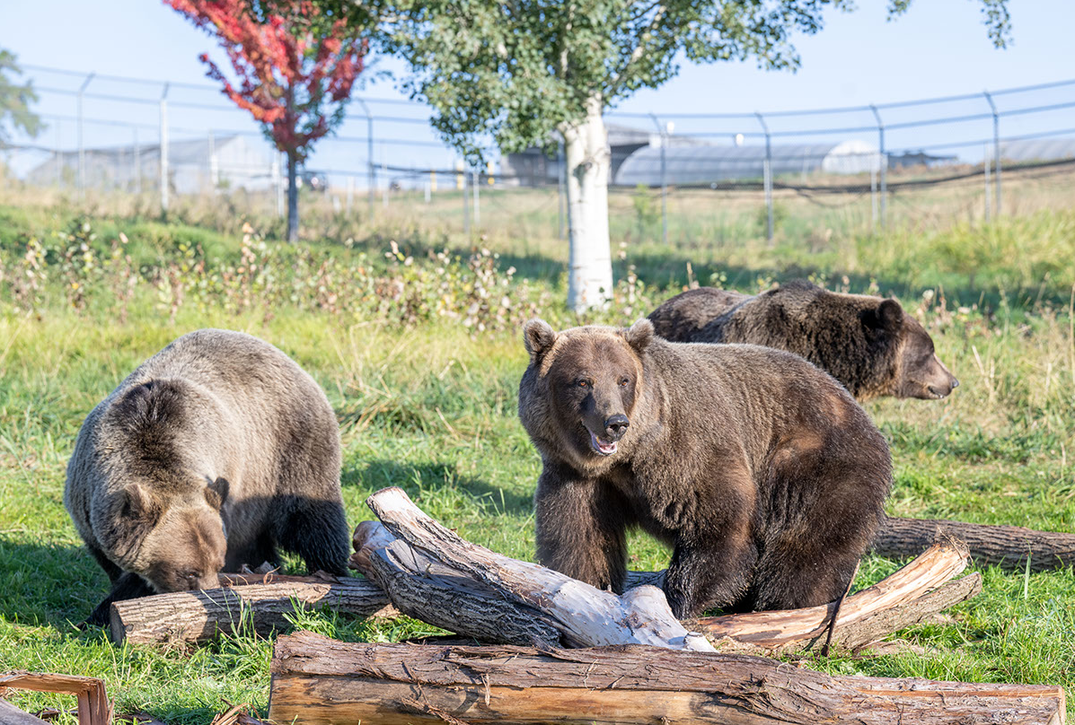 Grizzly bears at the WSU Bear Center