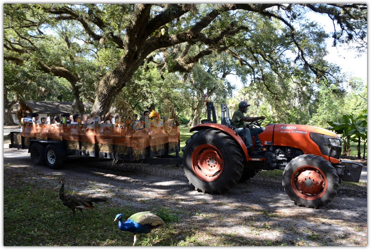 Flamingo Gardens Fall Festival