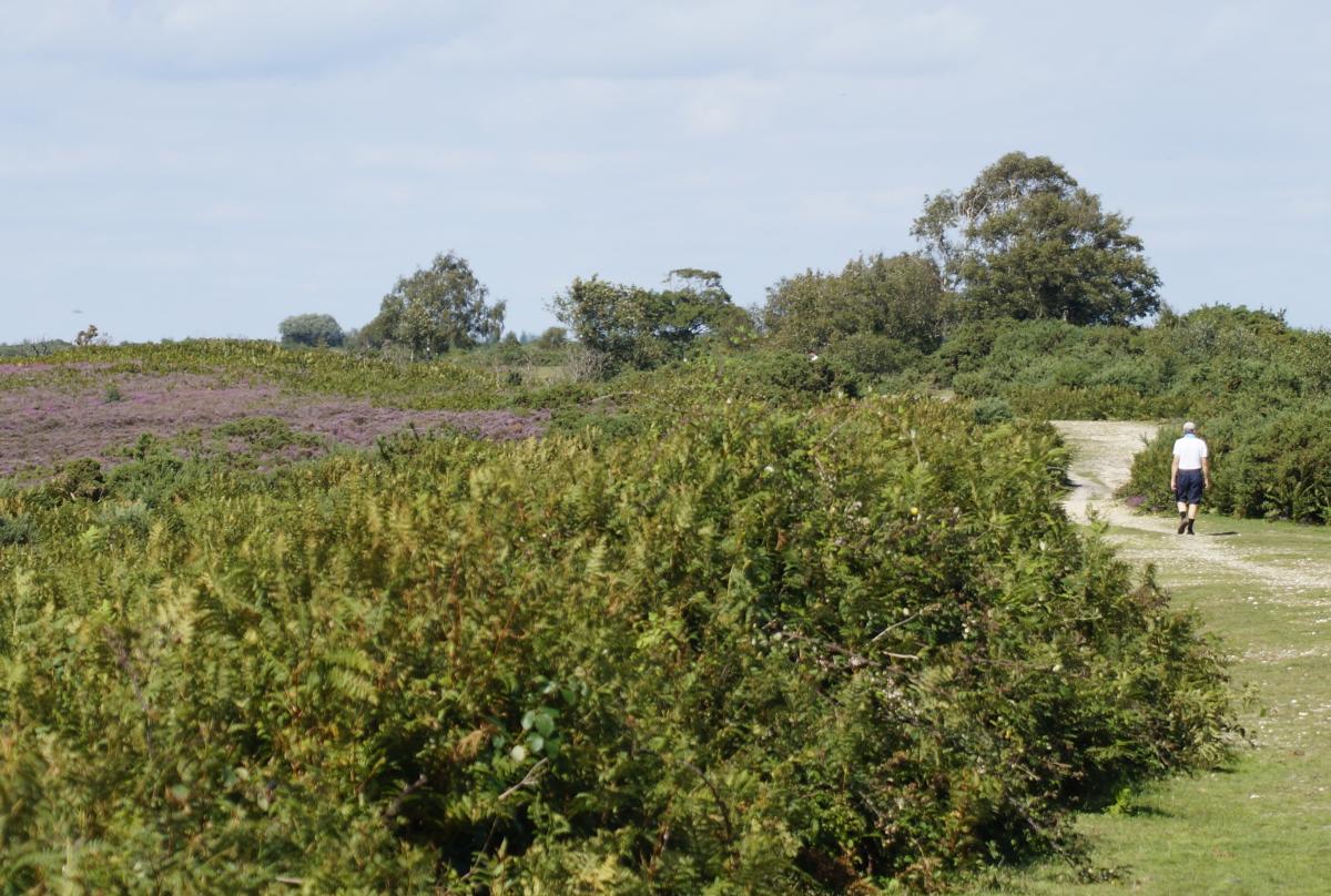 Man walking on path in the New Forest